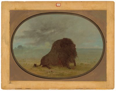 Döende Buffalo Bull av George Catlin