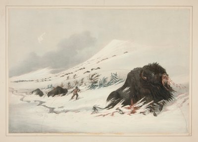 Döende buffeltjur, i Snow Drift, pl. 17 från North American Indian Portfolio av George Catlin