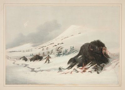 Döende bisonoxe i en snödriva, plansch 17 ur Portföljen över nordamerikanska indianer av George Catlin