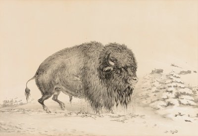 Svårt skadad buffel - nr 16 av George Catlin
