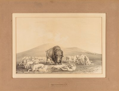 Vita vargar attackerar gamla bufflar - nr 10 av George Catlin