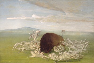 Vita vargar attackerar en buffeltjur, 1832-1833. av George Catlin