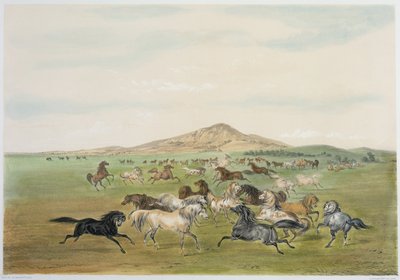Vilda hästar i lek (färglitografi) av George Catlin