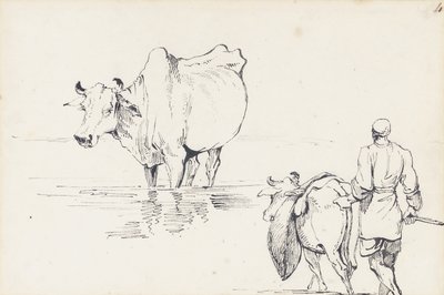 Studier av indiska boskap (penna och bläck på papper) av George Chinnery