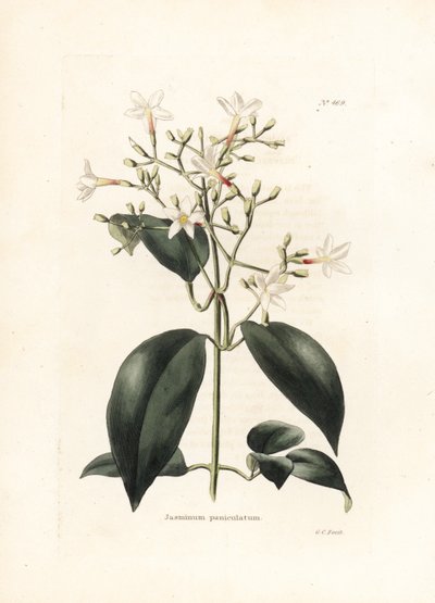 Jasmin (Jasminum paniculatum) - Litografi av George Cooke, för den brittiska tidskriften Conrad Loddiges Botanical Cabinet (1738-1826) av George Cooke
