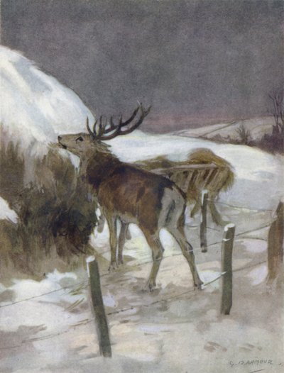 Illustration för historien om en kronhjort (litho i färg) av George Denholm Armour