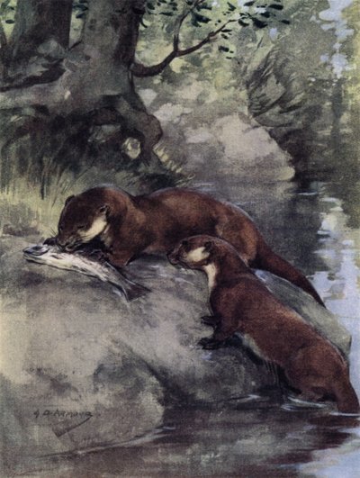 De lämnade en bonnie grilse på scarp (färg litho) av George Denholm Armour