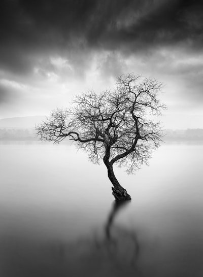 Reflektion vid ensamt träd av George Digalakis