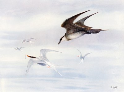 Fjällripa jagad av fjällskua (färglitografi) av George Edward (after) Lodge