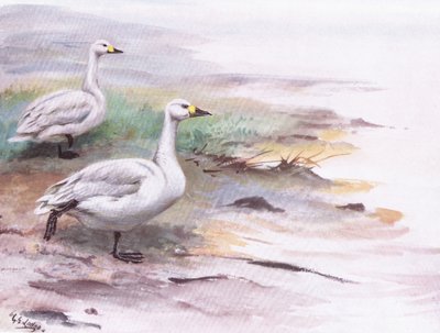 Bewicks svan (litografi) av George Edward Lodge
