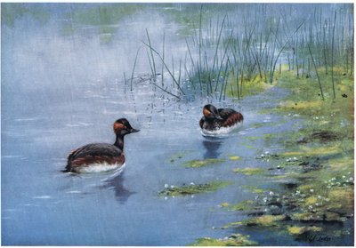 Svarthalsad doppingar (litografi) av George Edward Lodge
