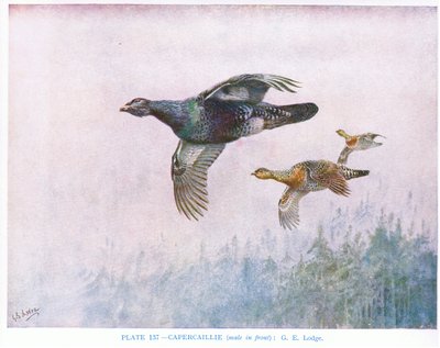 Tjädertupp (hanen längst fram), illustration från "British Birds" av Kirkman  Jourdain av George Edward Lodge