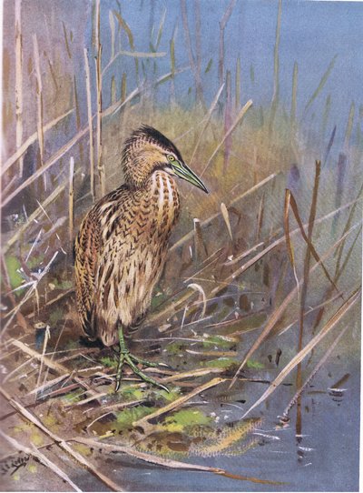 Europeisk rördrom (lito) av George Edward Lodge