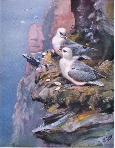 Havssulor (lito) av George Edward Lodge