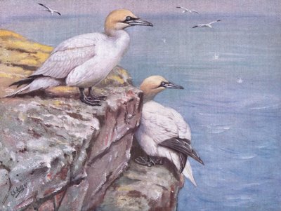 Gannets (litografi) av George Edward Lodge