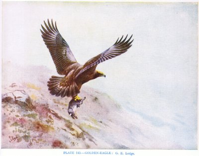 Kungsörn, illustration från "British Birds" av Kirkman  Jourdain av George Edward Lodge