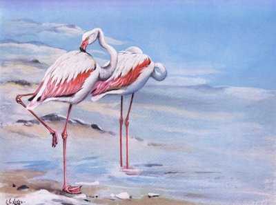 Stor flamingo (litografi) av George Edward Lodge