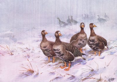 Grönland Vit gås (litografi) av George Edward Lodge