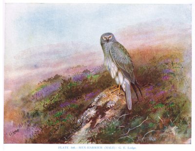 Brun kärrhök (hane), illustration från "British Birds" av Kirkman  Jourdain av George Edward Lodge