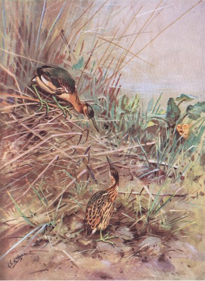 Dvärglärka (litografi) av George Edward Lodge