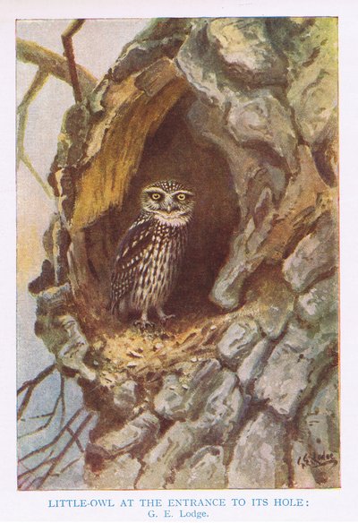 Little Owl vid boet, illustration från "British Birds" av Kirkman  Jourdain av George Edward Lodge