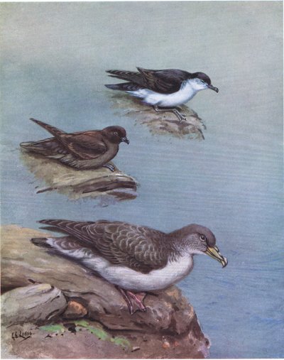 Madeiras lilla shearwater, Bulwers petrell, Corys eller atlantisk shearwater (litografi) av George Edward Lodge