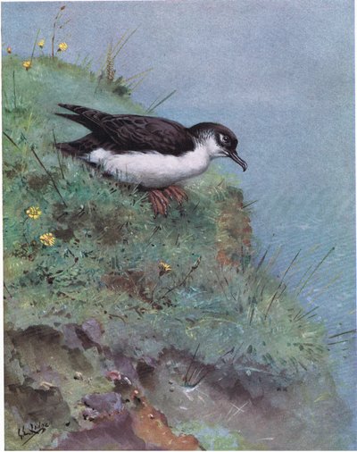 Manx Shearwater (litografi) av George Edward Lodge