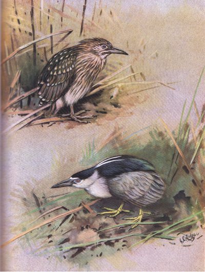 Nattskärra (litografi) av George Edward Lodge