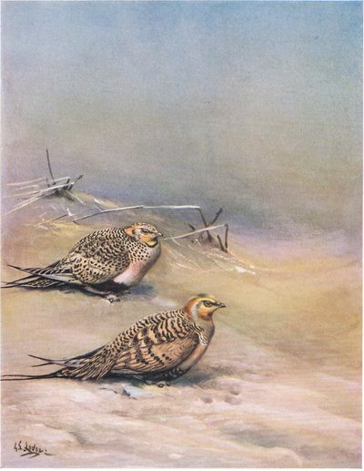 Pallas sandgroda (litografi) av George Edward Lodge