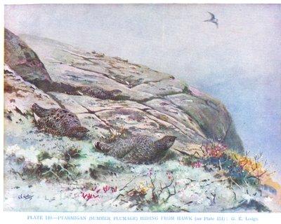 Ptarmigan gömmer sig för hök, illustration från "British Birds" av Kirkman  Jourdain av George Edward Lodge