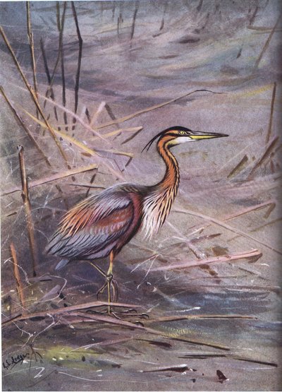 Purpurhäger (litografi) av George Edward Lodge
