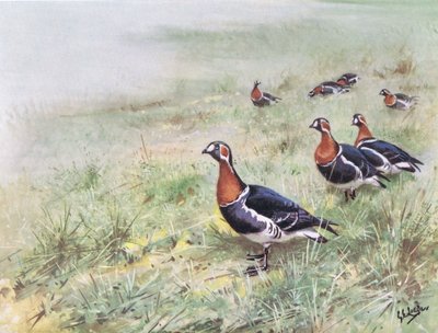 Rödbröstad gås (litografi) av George Edward Lodge