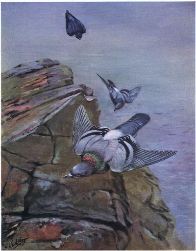 Bergsduva (litografi) av George Edward Lodge