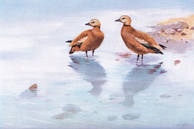 Ruddy Sheld Ducks (lito) av George Edward Lodge
