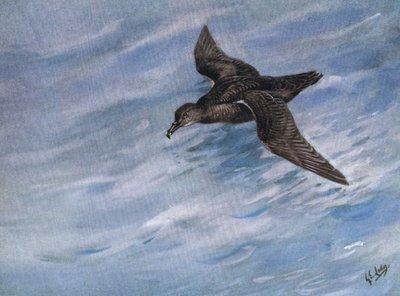 Sooty Shearwater (lito) av George Edward Lodge