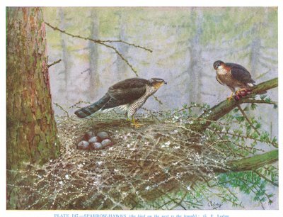 Sparrow Hawk, illustration från "British Birds" av Kirkman  Jourdain av George Edward Lodge