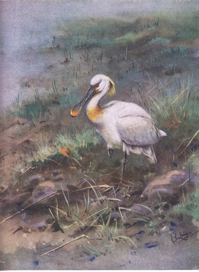 Skedstork (lito) av George Edward Lodge