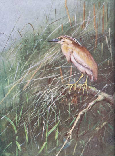 Squacco Heron (litografi) av George Edward Lodge