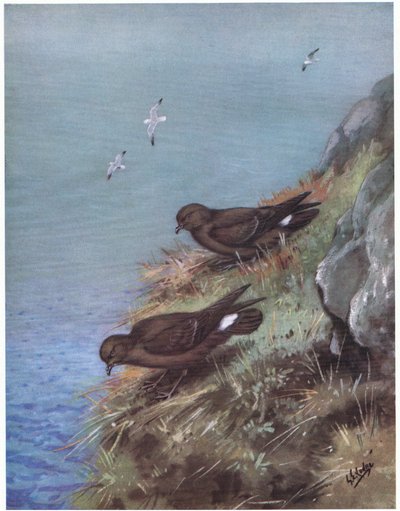 Stormfågel (litografi) av George Edward Lodge