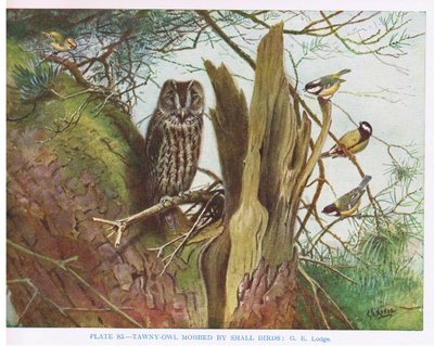 Tawny Owl mobbad av småfåglar, illustration från "British Birds" av Kirkman  Jourdain av George Edward Lodge