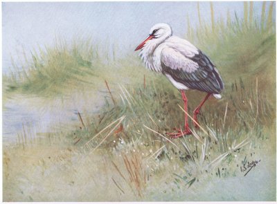 Vit stork (litografi) av George Edward Lodge