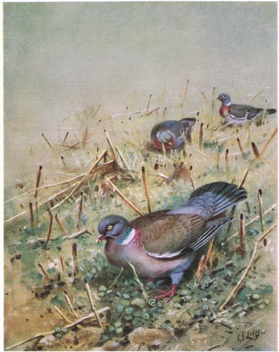 Skogsduva (litografi) av George Edward Lodge