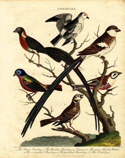 Buntings (Emberiza) av George Edwards
