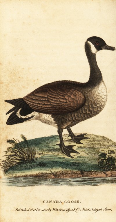 Kanadagås, Branta canadensis., 1800 (gravyr) av George Edwards