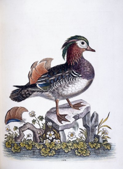 Kinesisk kricka, 1746 av George Edwards