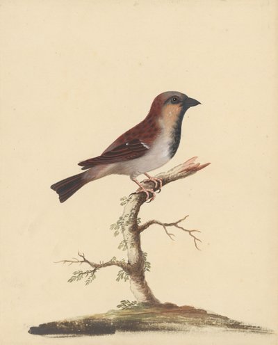  av George Edwards