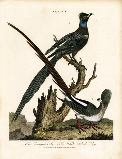 Glänsande starar (Colius) av George Edwards