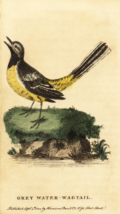 Grå vippsvans, Motacilla cinerea. ,1800 (gravyr) av George Edwards