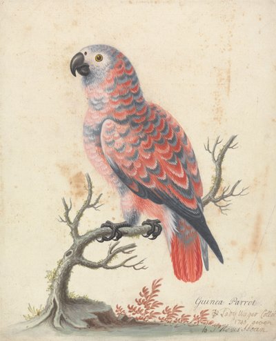 Guinea papegoja av George Edwards