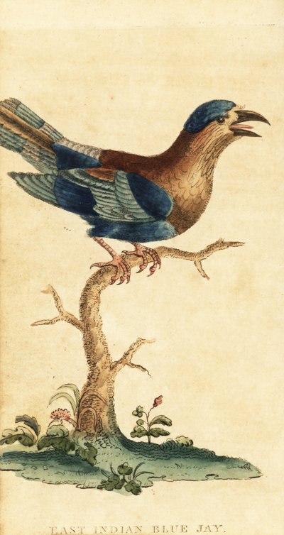 Indisk rulle, Coracias benghalensis. ,1800 (gravyr) av George Edwards
